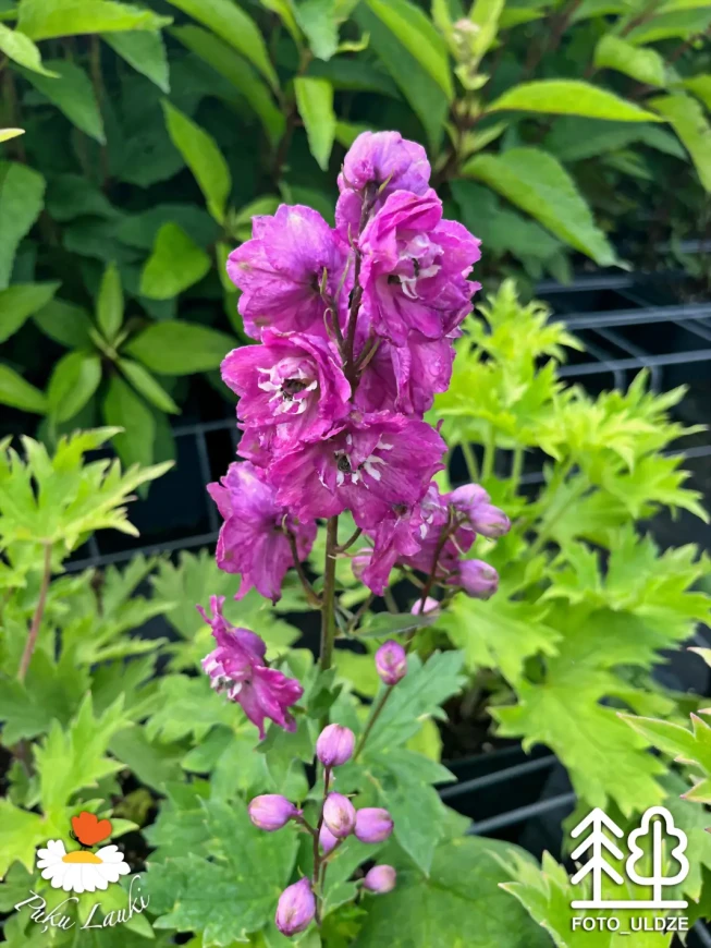 Delphinium   'Magic Fountains Lilac-rose/White Bee'